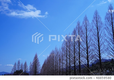 Winter tree-lined landscape of poplar that has been stretched high Winter tree-lined landscape of poplar that has been stretched high 48859580