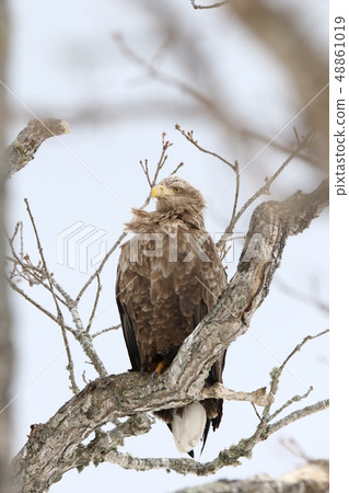 Tree-tailed White-tailed adult birds [A / 7-7] 48861019