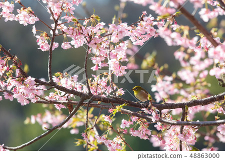 Cherry blossoms with early bloom and mezzo Cherry blossoms with early bloom and mezzo 48863000