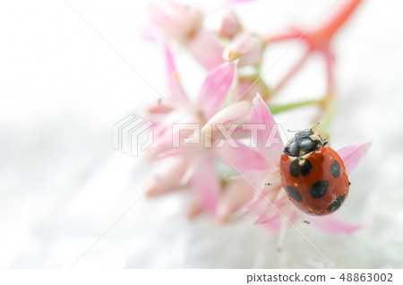 Money tree flowers and ladybugs Money tree flowers and ladybugs 48863002