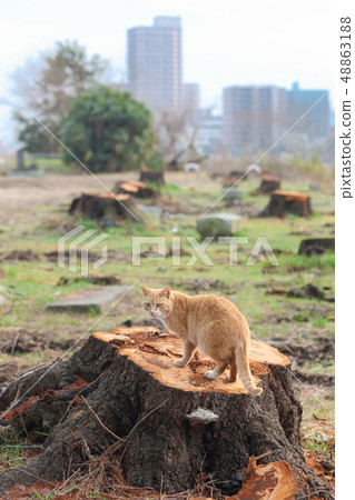Cherry stump and cat Cherry stump and cat 48863188