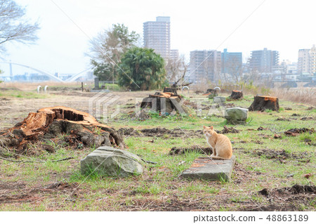 A stump of a felled cherry tree and a crawling cat A stump of a felled cherry tree and a crawling cat 48863189