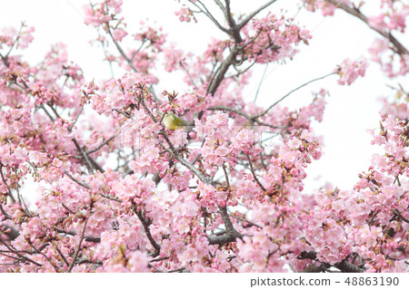 Cherry blossoms with early bloom and mezzo Cherry blossoms with early bloom and mezzo 48863190
