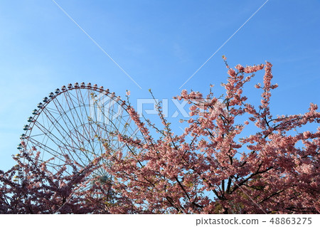Kawazu Sakura＃14-Kasai Rinkai Park 48863275