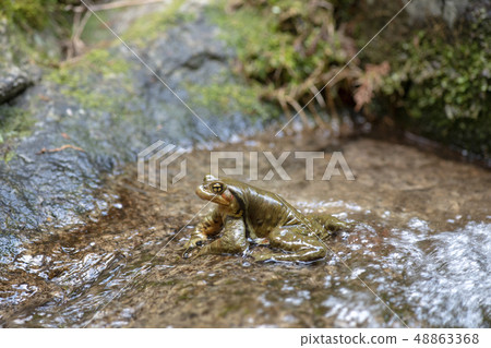 Nagare toad 48863368