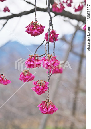 紅色Kanhizakura花 紅色Kanhizakura花 48863557