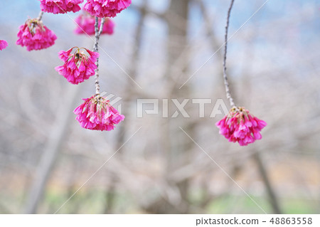 紅色Kanhizakura花 紅色Kanhizakura花 48863558