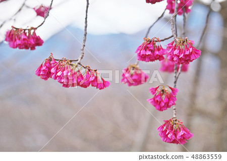 紅色Kanhizakura花 紅色Kanhizakura花 48863559