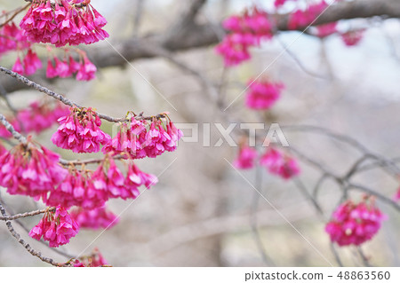 紅色Kanhizakura花 48863560