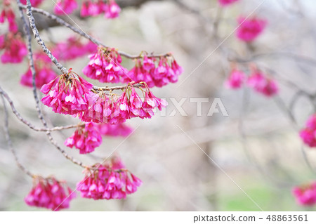 紅色Kanhizakura花 紅色Kanhizakura花 48863561