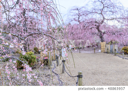 盛開的梅花梅花鈴鹿沒有森林花園 48863937
