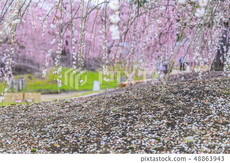 盛開的梅花梅花鈴鹿沒有森林花園 48863943