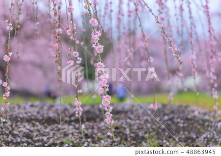 Plum blossoms in full bloom Plum Suzuka no Mori Garden Plum blossoms in full bloom Plum Suzuka no Mori Garden 48863945