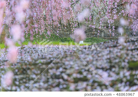 盛開的梅花梅花鈴鹿沒有森林花園 48863967
