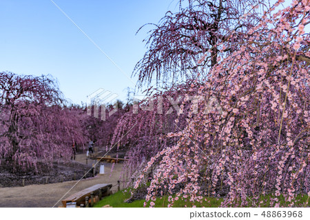 Plum blossoms in full bloom Plum Suzuka no Mori Garden Plum blossoms in full bloom Plum Suzuka no Mori Garden 48863968