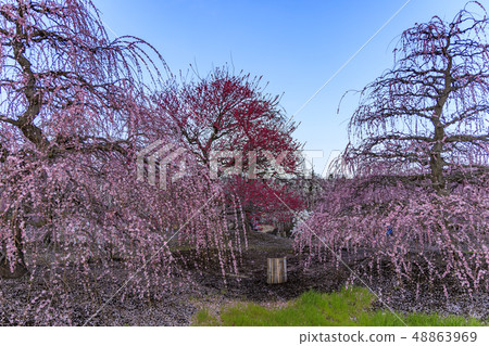 Plum blossoms in full bloom Plum Suzuka no Mori Garden 48863969
