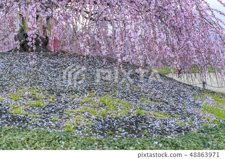 盛開的梅花梅花鈴鹿沒有森林花園 盛開的梅花梅花鈴鹿沒有森林花園 48863971