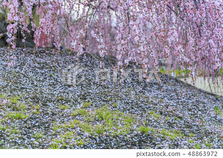 盛開的梅花梅花鈴鹿沒有森林花園 48863972