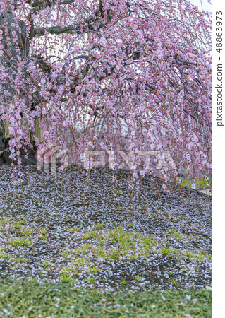 盛開的梅花梅花鈴鹿沒有森林花園 盛開的梅花梅花鈴鹿沒有森林花園 48863973