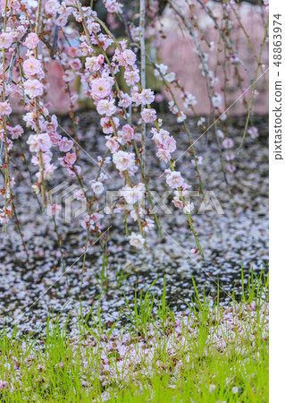 盛開的梅花梅花鈴鹿沒有森林花園 盛開的梅花梅花鈴鹿沒有森林花園 48863974