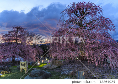 Plum blossoms in full bloom Plum Suzuka no Mori Garden 48864025