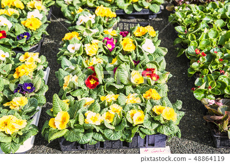 Spring flowers for plantation Spring flowers for plantation 48864119