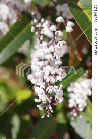 Harden Bergia flower Harden Bergia flower 48864129