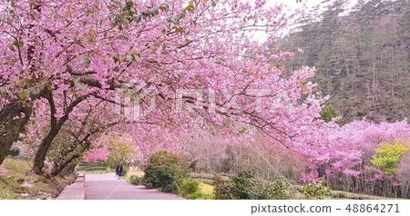 武陵農場櫻花季浪漫登場 48864271