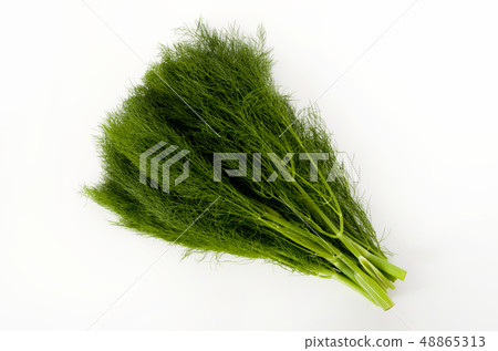 茴香(茴香) 茴香(茴香) 48865313