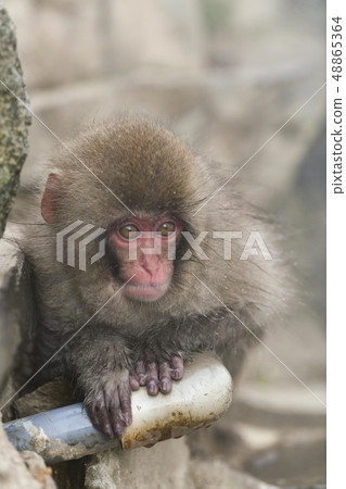 Snow Monkey (Jigokudani Monkey Park) Snow Monkey (Jigokudani Monkey Park) 48865364