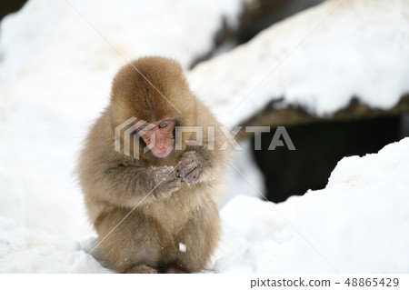 Snow Monkey (Jigokudani Monkey Park) Snow Monkey (Jigokudani Monkey Park) 48865429