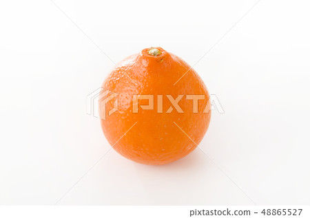 Mineola Orange 48865527
