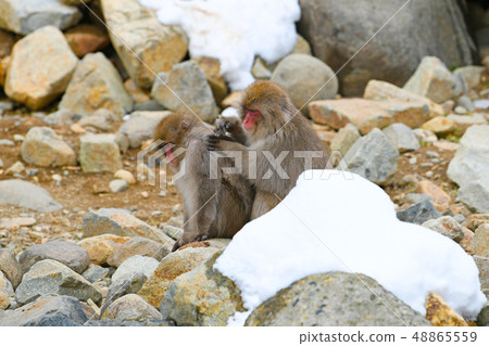 Snow Monkey (Jigokudani Monkey Park) 48865559