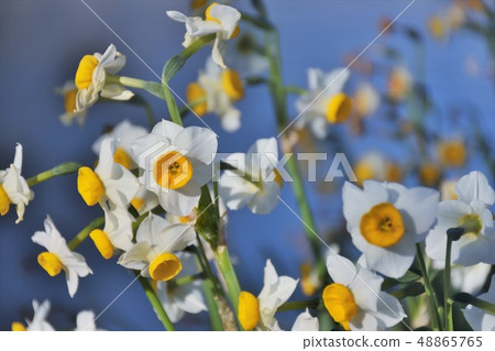 Daffodil of Nibigaki-zaki Daffodil of Nibigaki-zaki 48865765
