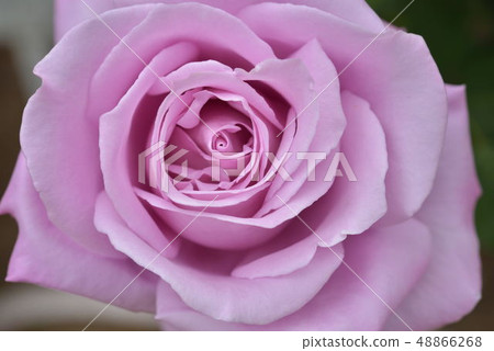 Rose up 48866268