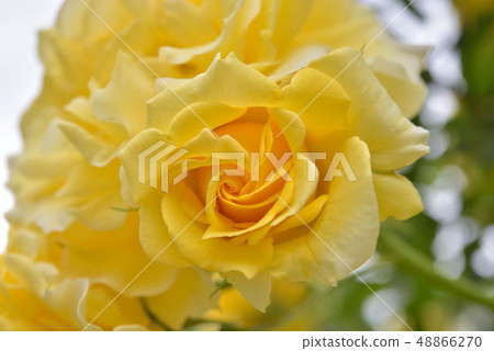 Rose up Rose up 48866270