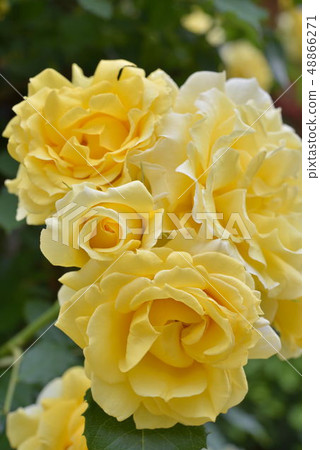 Rose up Rose up 48866271