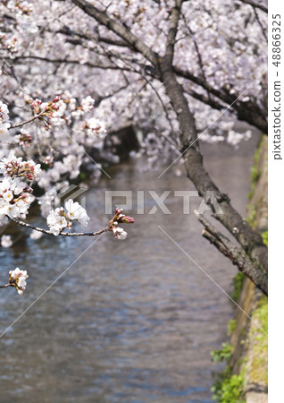 Scenery of cherry blossoms around Tamaki River in Yao City, Osaka Prefecture 48866325