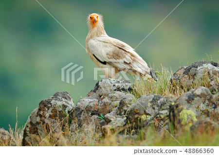 Egyptian vulture, Neophron percnopterus Egyptian vulture, Neophron percnopterus 48866360