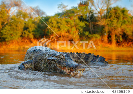 Crocodile catch fish in river water, evening light 48866369
