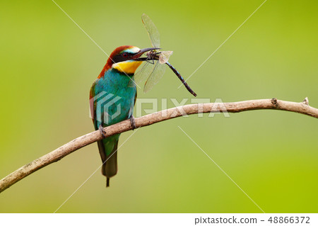 European Bee-eater, Merops apiaster with grafonfly European Bee-eater, Merops apiaster with grafonfly 48866372