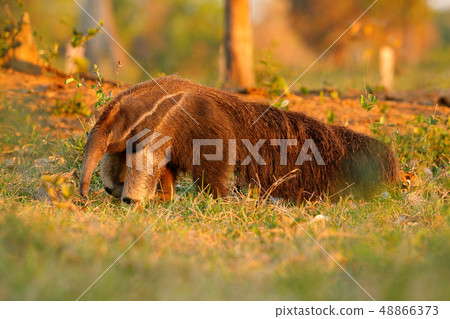 Anteater, cute animal from Brazil. Giant Anteater Anteater, cute animal from Brazil. Giant Anteater 48866373
