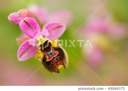 Detail of Ophrys tenthredinifera, Sawfly Orchid 48866375