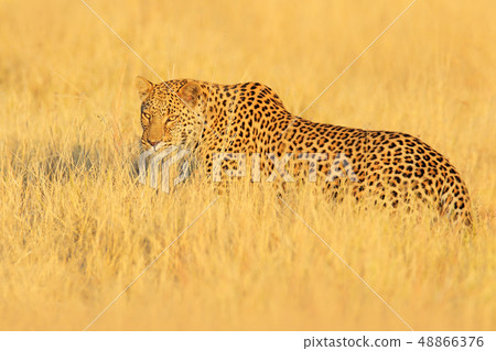Hunting Leopard, Panthera pardus shortidgei 48866376