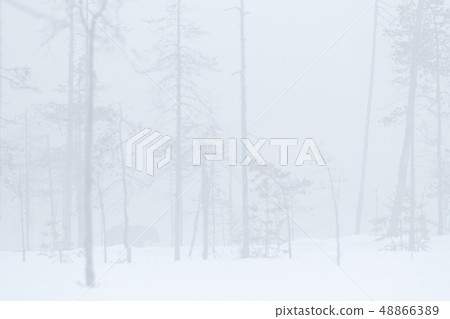 Misty foggy morning with hidden brown bear 48866389