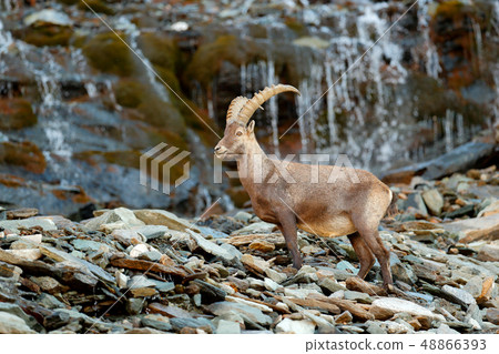 Alpine Ibex, Capra ibex, in nature habitat. Alpine Ibex, Capra ibex, in nature habitat. 48866393