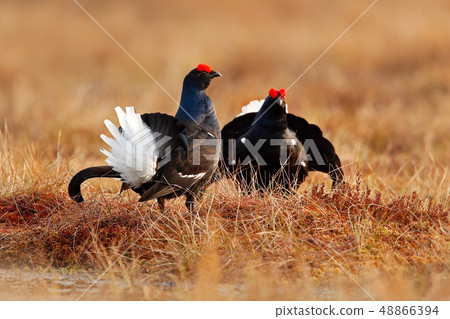 Black grouse on the bog meadow. 48866394