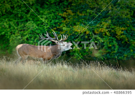 Red deer stag, majestic powerful adult animal 48866395
