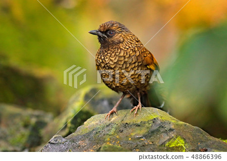 Scaly Laughingthrush, Trochalopteron subunicolor 48866396