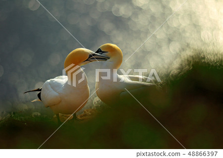 Life on cliff. Portrait of pair of Northern Gannet Life on cliff. Portrait of pair of Northern Gannet 48866397